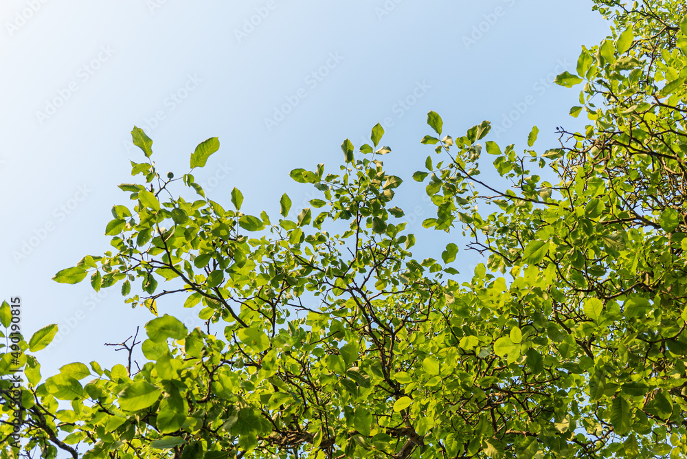 Poster Beautiful shot of tree leaves with blue sky in the background