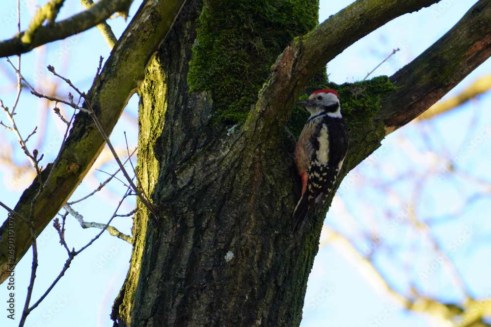 Wall mural great spotted woodpecker sitting on a tree