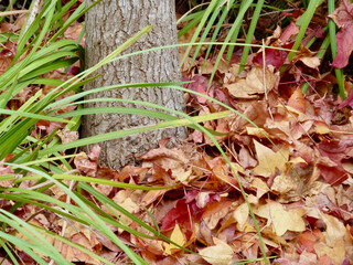 Autumn leaves South Austrlia