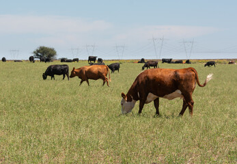 Herd of young cows and high voltage tower