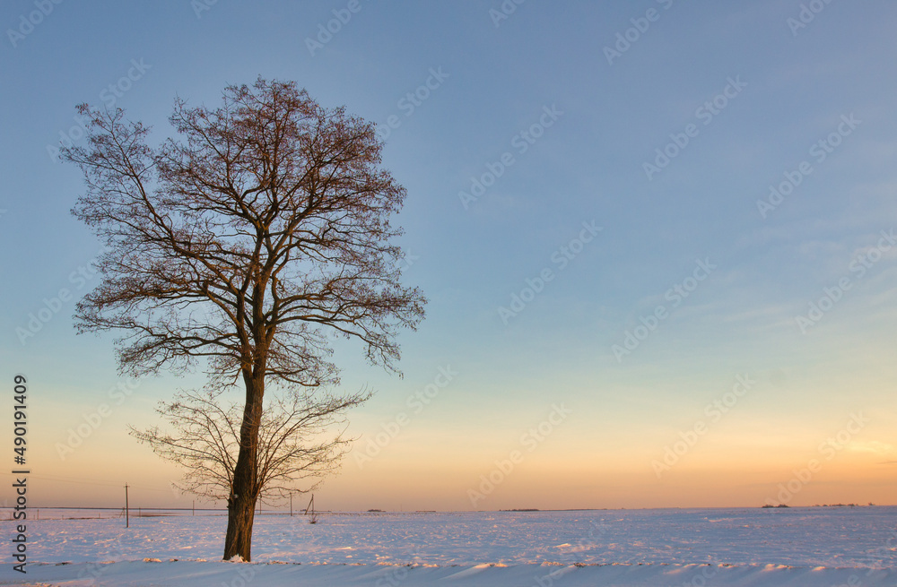 Poster beautiful shot of some trees on a field covered in snow in the background of a sunset.
