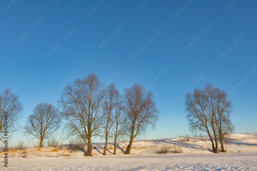 Poster beautiful shot of some trees on a field covered in snow in the background of a sunset.
