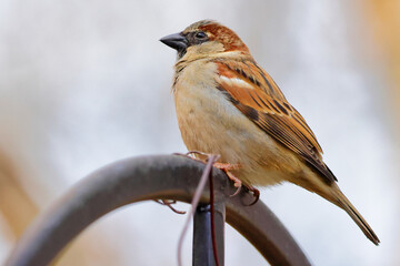 Shallow focus shot of a house sparrow (Passer domesticus)