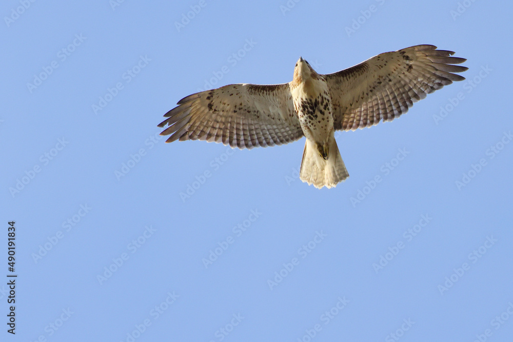 Canvas Prints Beautiful shot of an eagle flying over a forest during the day