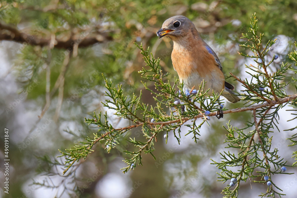 Poster closeup of a bluebird on a tree branch on a blurred background