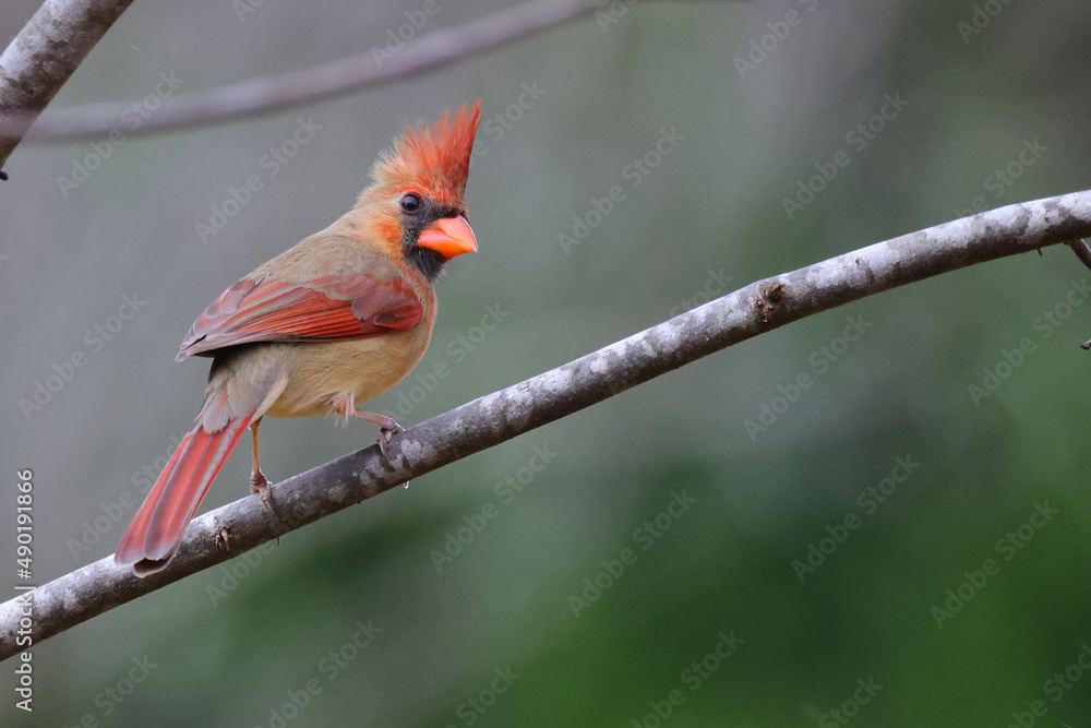 Poster closeup of a red cardinal on a tree branch on a blurred background
