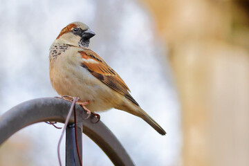 Shallow focus shot of a house sparrow (Passer domesticus)