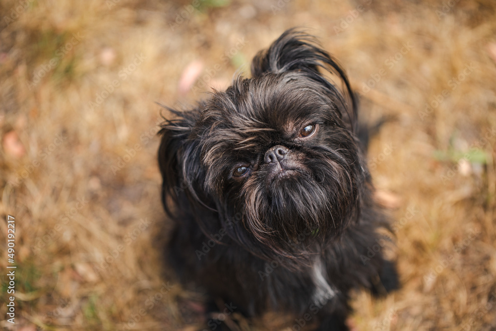 Canvas Prints Closeup of the Griffon Bruxellois dog. Brussels Griffon.