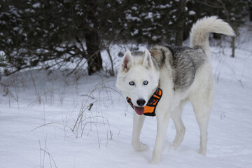 Closeup of a siberian husky in a snowy forest