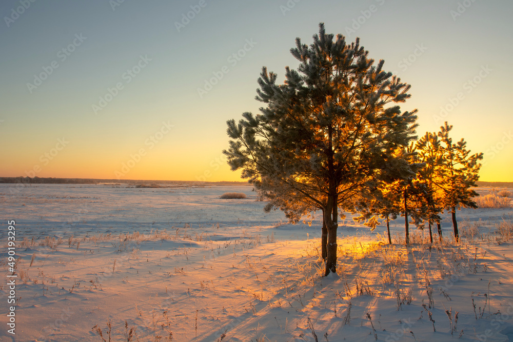 Poster beautiful shot of some trees on a field covered in snow in the background of a sunset.