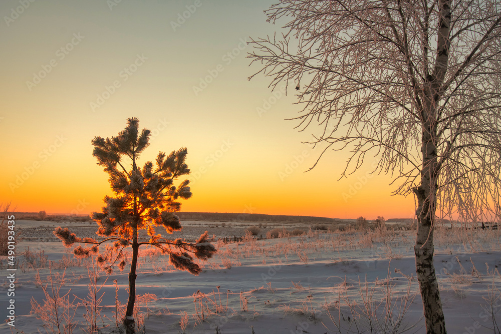 Poster beautiful shot of some trees on a field covered in snow in the background of a sunset.