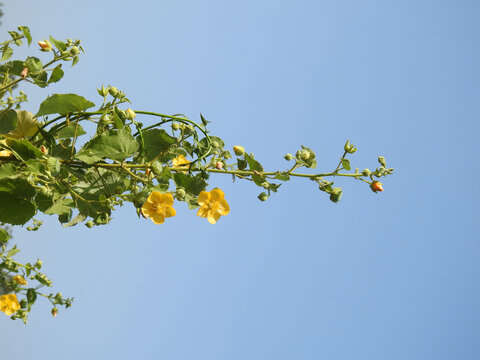 Vertical shot of Abutilon Indicum flowers growing on a branch.