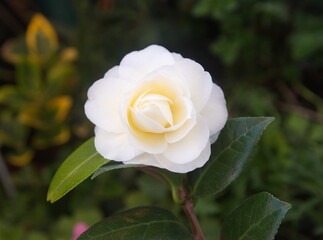 Blossom of camelia japonica, Dahlonega variety, japanese camellia in bloom
