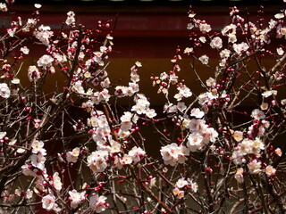寺の本堂脇に咲く白梅