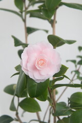 Blossom of camelia japonica, Uso Otome variety, Pink Perfection,  light pink petal camellia,...