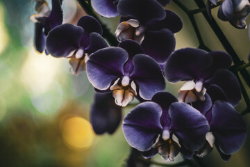 Closuep shot of enchanting blue orchids with bokeh ligts in the background © Michael Armour-johnson/Wirestock