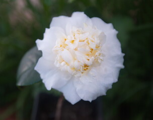 Brushfields Yellow camellia, creamy-white, yellow camellia