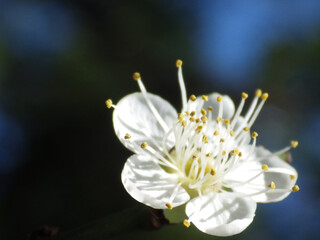 Chinese plum (Prunus mume) in blossom under the sunlight in the garden