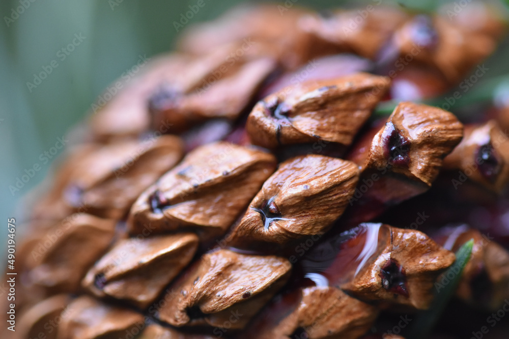 Sticker Pine cone detailed texture