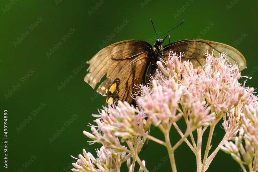 Poster beautiful shot of a swallowtail butterfly on a flower in a park