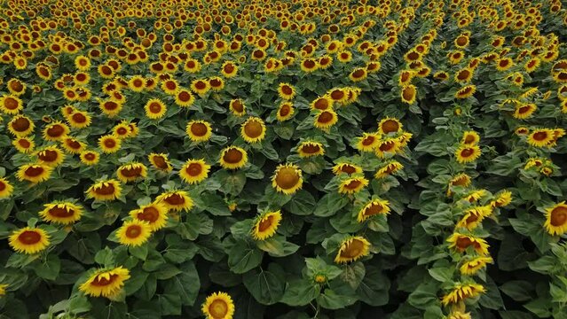 Drone Footage of Blooming Sunflowers