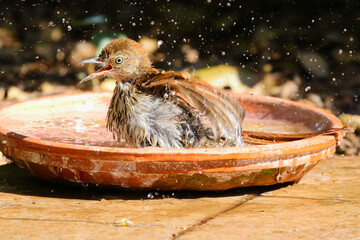 Closeup shot of a wet sparrow in a plate filled with water on a stone surface
