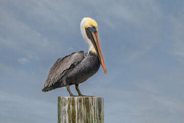 Closeup of an adult Brown Pelican perched on a dock post