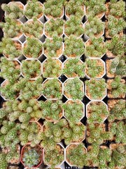 beatiful cactus in a pot for sell, cactus fair in Thailand.