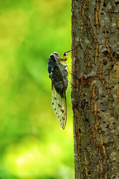 Vertical shot of a cicada on a tree trunk