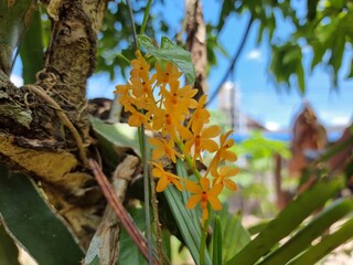 Yellow-orange orchid flowers are found in Thailand.