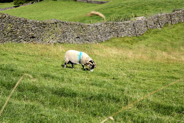 Sheep gazing in the forest on a sunny day