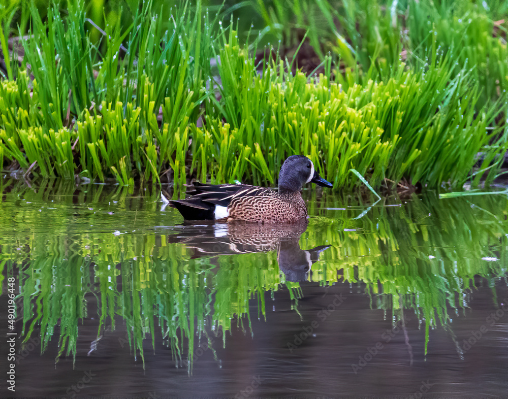 Canvas Prints View of a cute duck in a lake on a sunny day