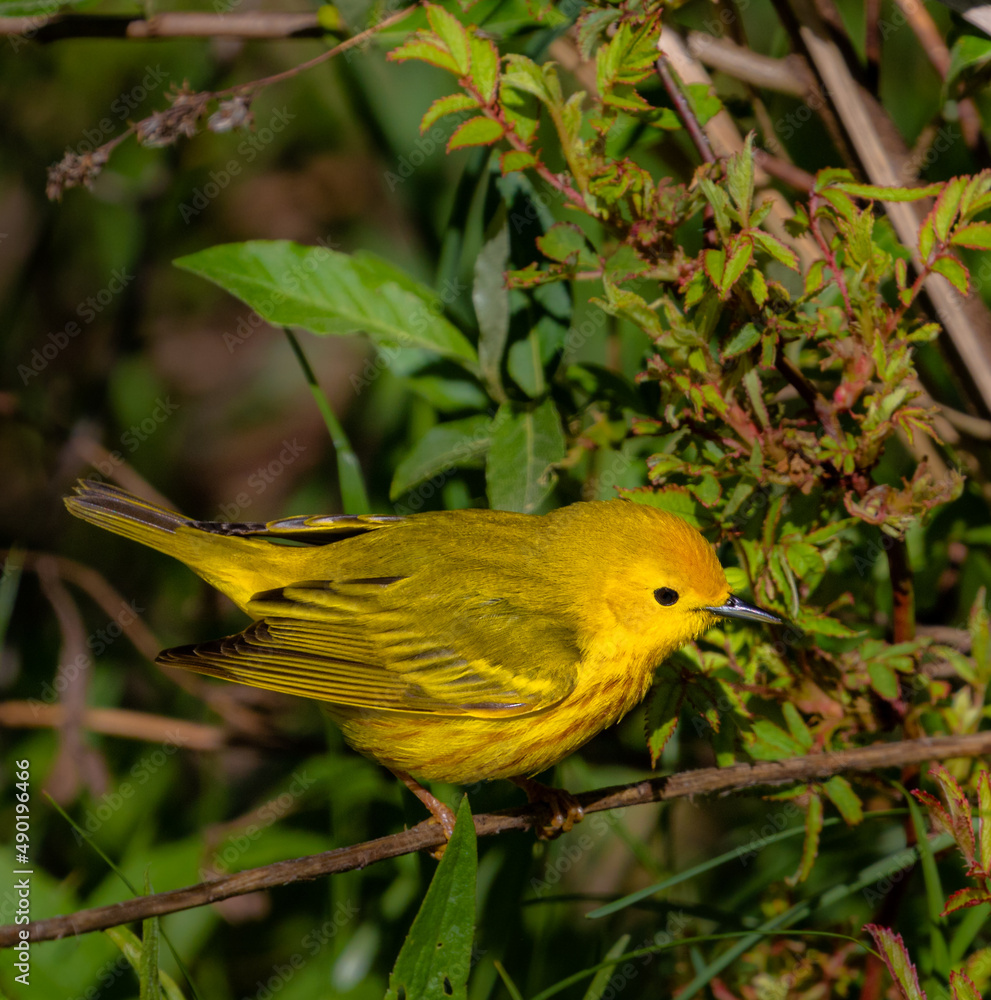 Poster closeup of a small yellow bird on a branch in a field