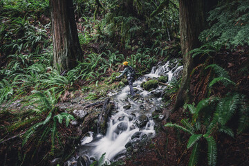 Obraz premium Hiker crossing a creek in a temperate rainforest