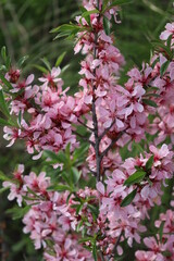 A branch of a bush with small pink flowers and green leaves. A flowering bush in a forest or park. Spring atmosphere. Nature in spring or summer. Medicinal plants. A blooming world. Blooming meadows.