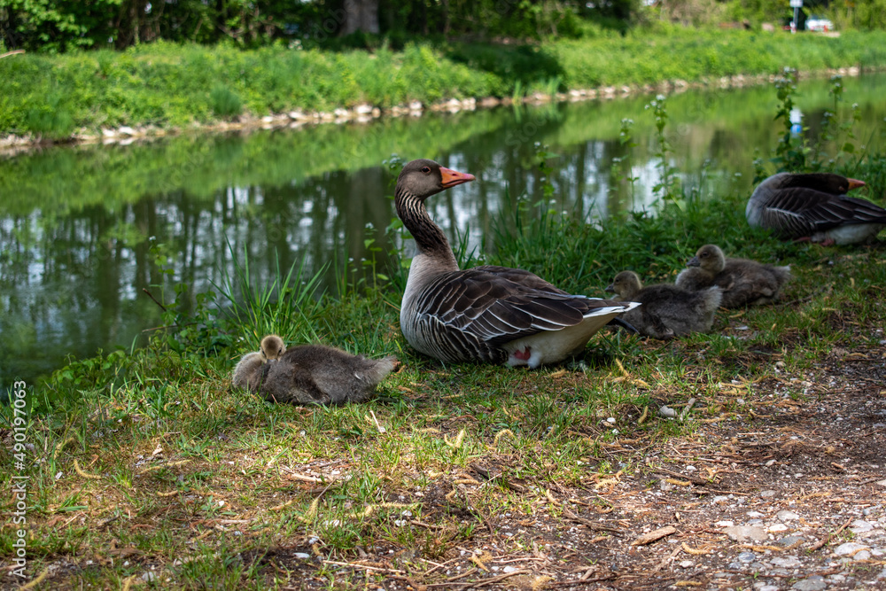 Poster Beautiful shot of geese near a lake in a farm