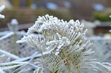 Grayscale of ramified plant powdered with ice crystals