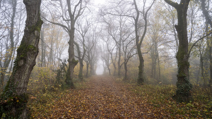Closeup of a gloomy forest with colorful leaves on the ground