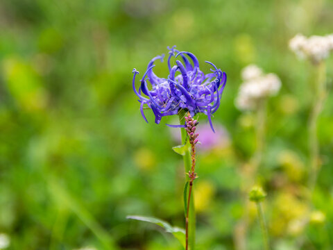 Closeup shot of a purple round-headed rampion on a blurred background