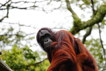 Closeup of an orangutan on trees in a zoo under the sunlight with a blurry background © African Grey/Wirestock