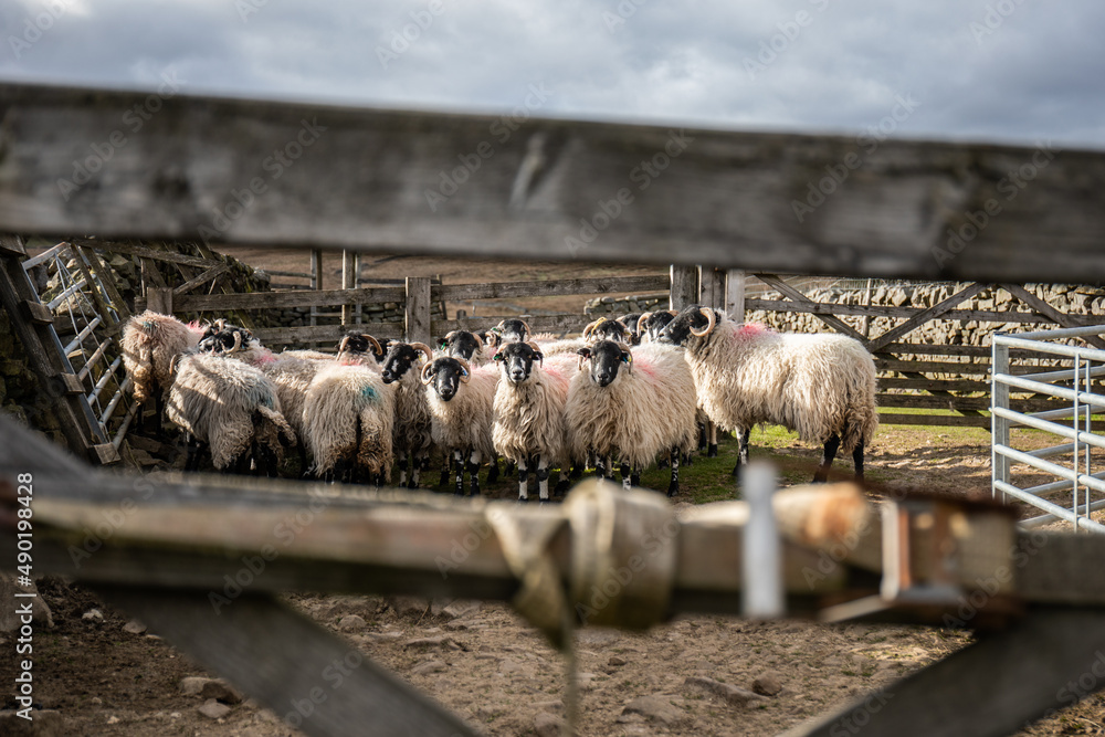 Wall mural Flock of sheep seen through the fence in the farm