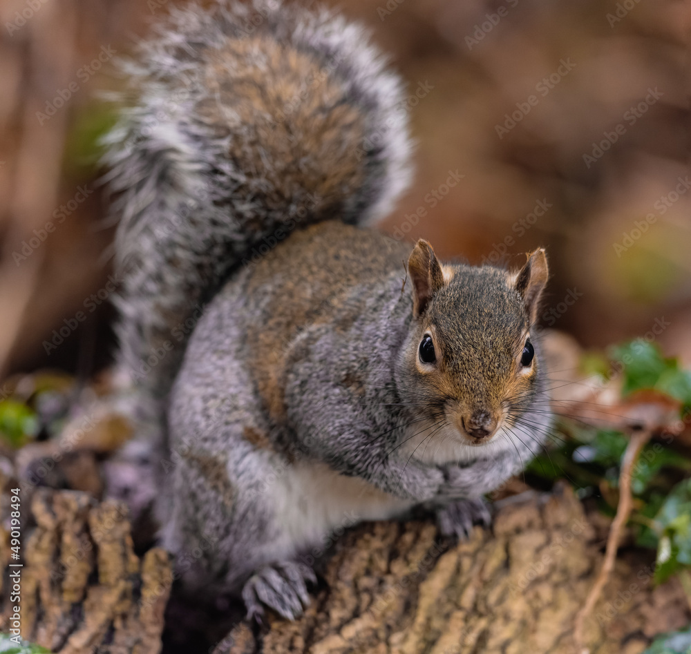 Wall mural closeup shot of a grey squirrel sitt on tree stump and looking at the camera on a blurred background