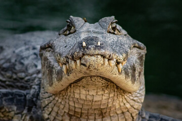 Closeup shot of a dangerous crocodile