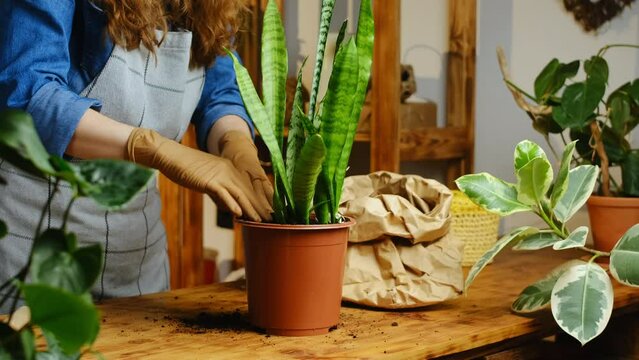 Gardener transplants snake plant or Sansevieria houseplant. Woman fills pot with potting soil. Greenery concept. 
