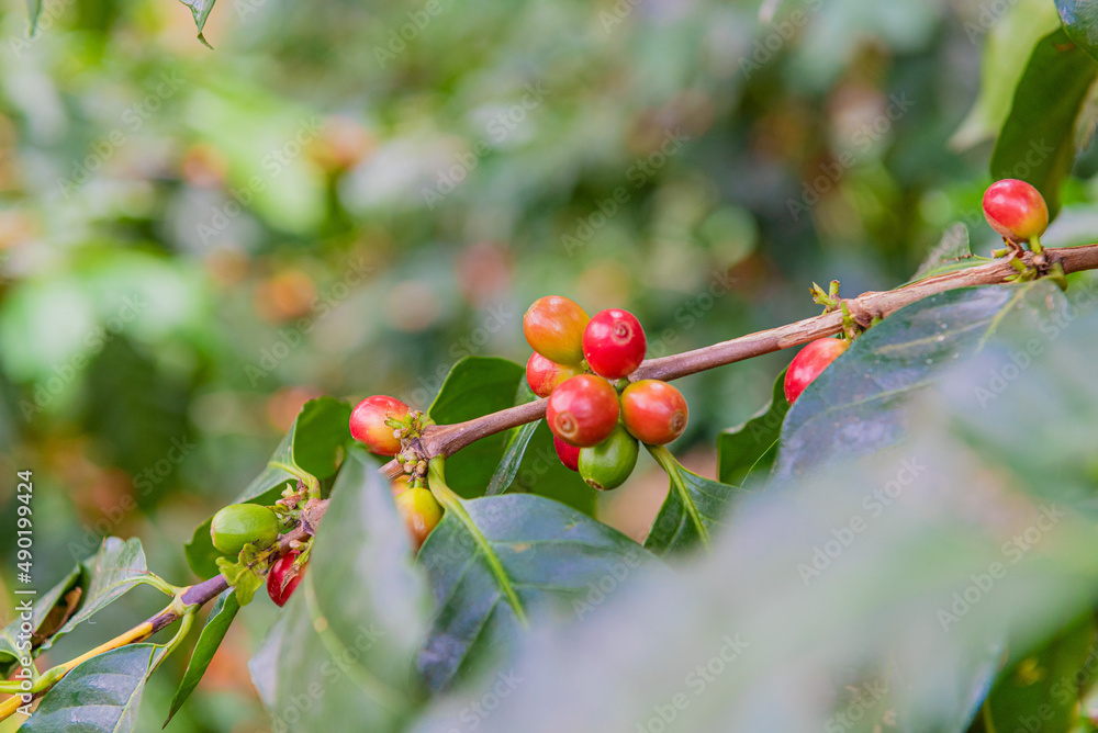 Canvas Prints Closeup shot of a coffee plant in Hondo Valle, Dominican Republic