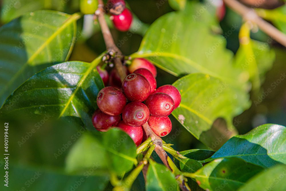 Canvas Prints closeup shot of a coffee plant in hondo valle, dominican republic