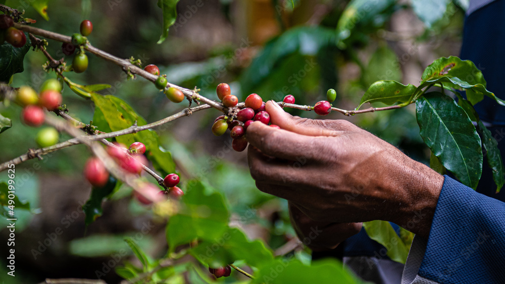 Canvas Prints process of harvesting coffee in hondo valle, dominican republic