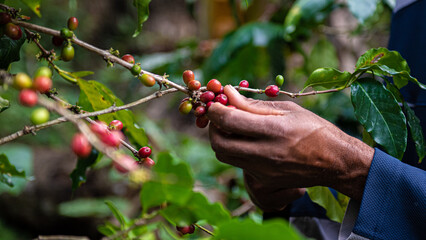 Process of harvesting coffee in Hondo Valle, Dominican Republic