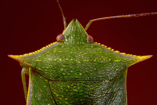 A Southern Green Stink Bug