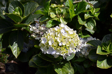 White hydrangea paniculata in the garden